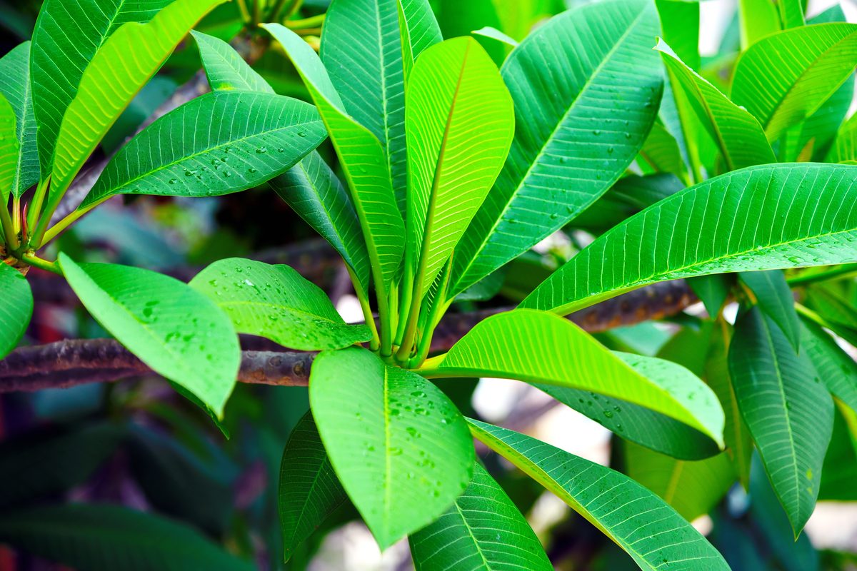 Sứ đại (Plumeria)