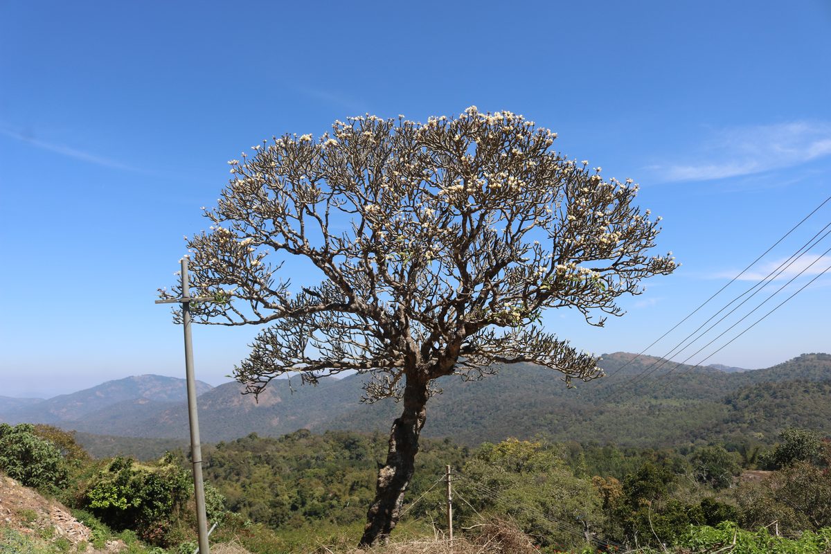 Sứ đại (Plumeria)