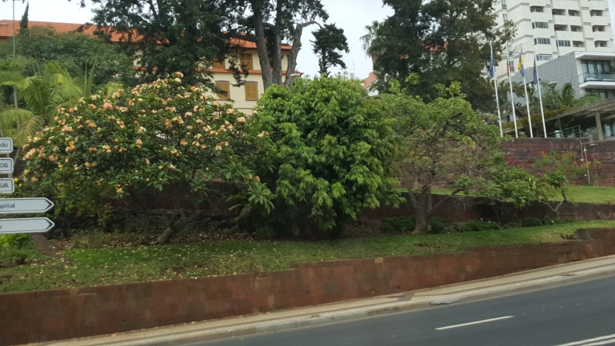 Sứ đại (Plumeria)