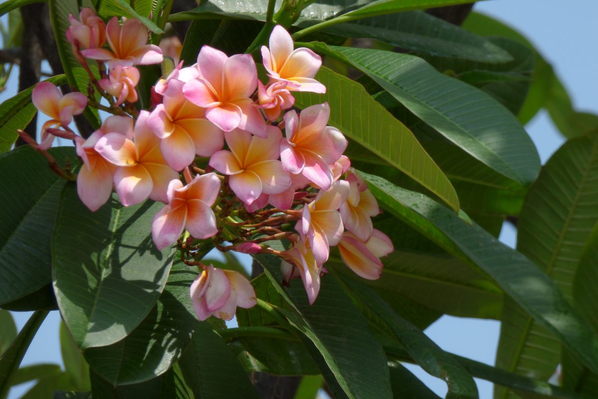 Sứ đại (Plumeria)