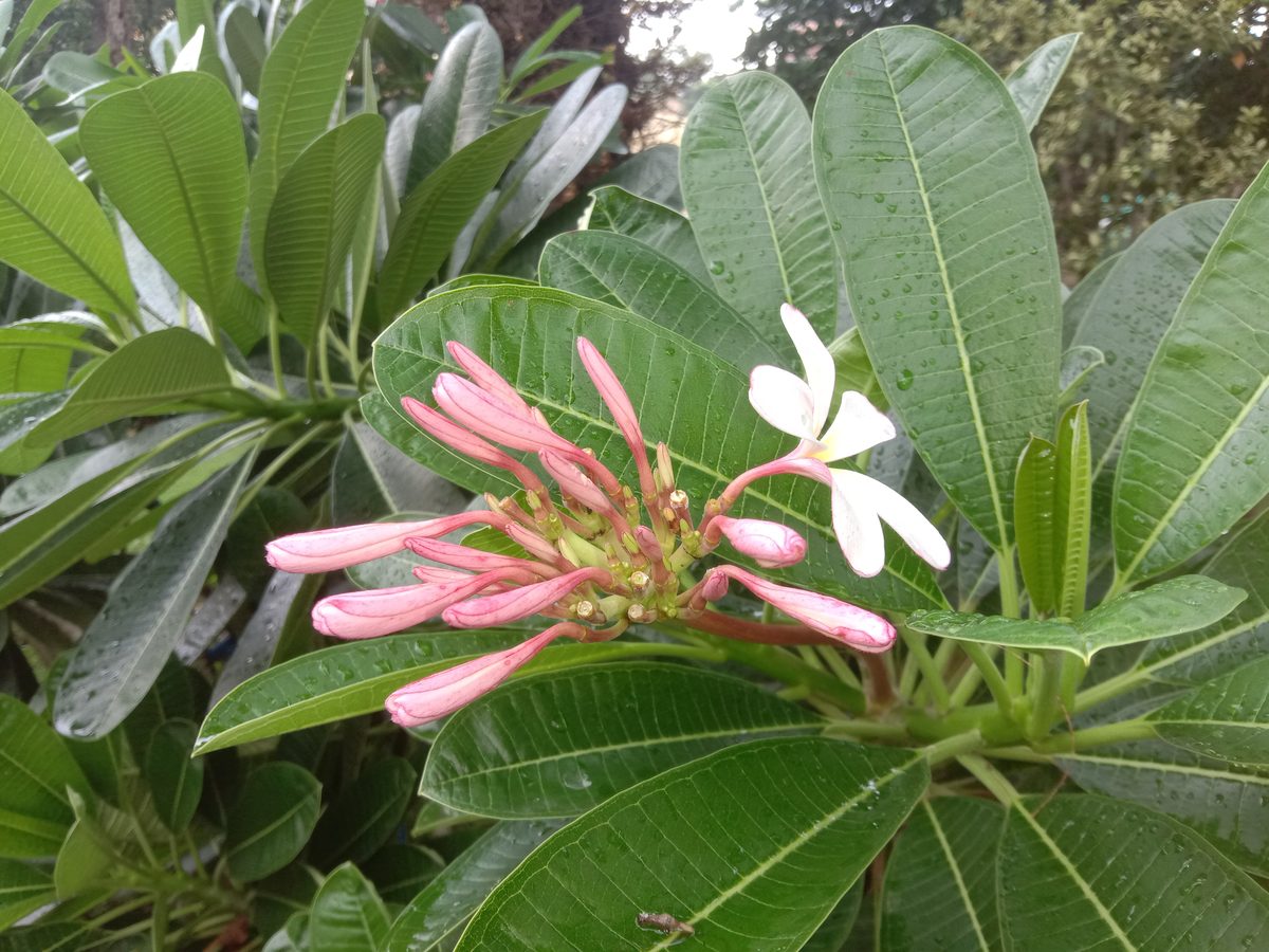 Sứ đại (Plumeria)