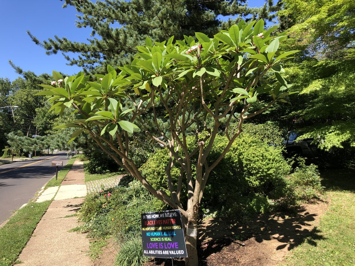 Sứ đại (Plumeria)