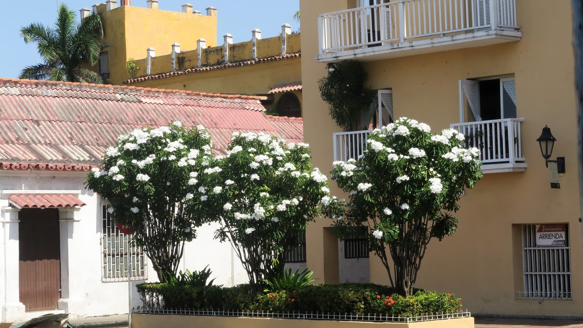 Sứ đại (Plumeria)