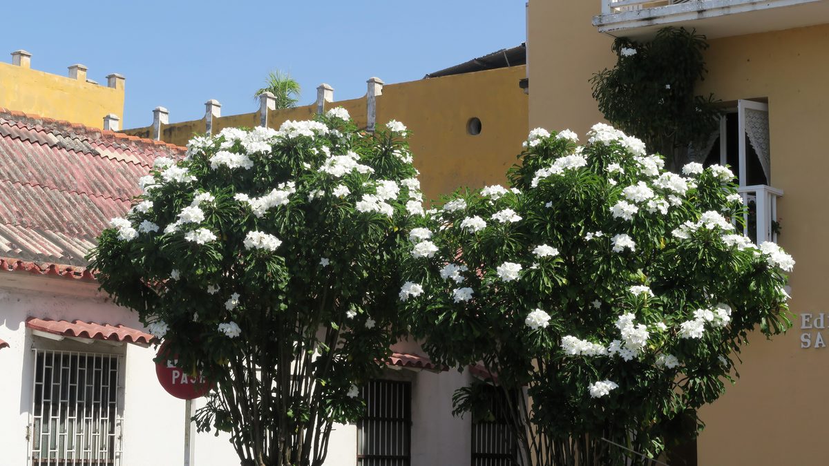 Sứ đại (Plumeria)