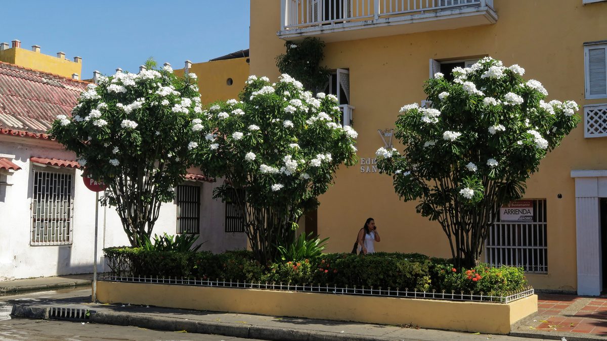 Sứ đại (Plumeria)