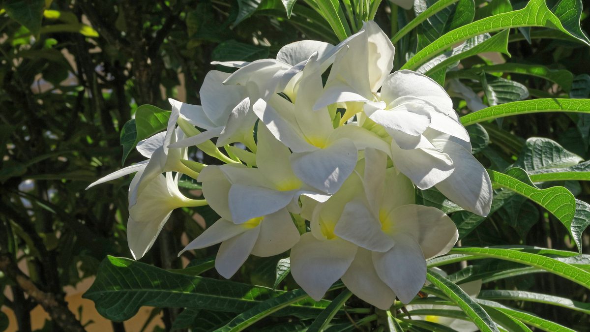 Sứ đại (Plumeria)