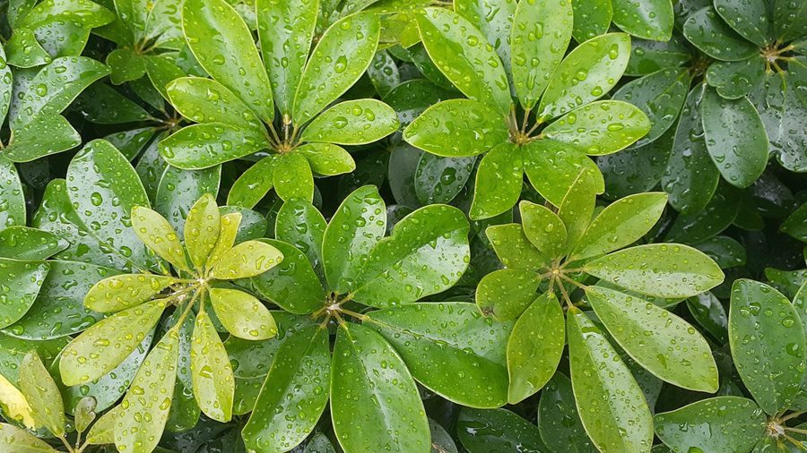 Cách trồng và chăm sóc cây ngủ gia bì