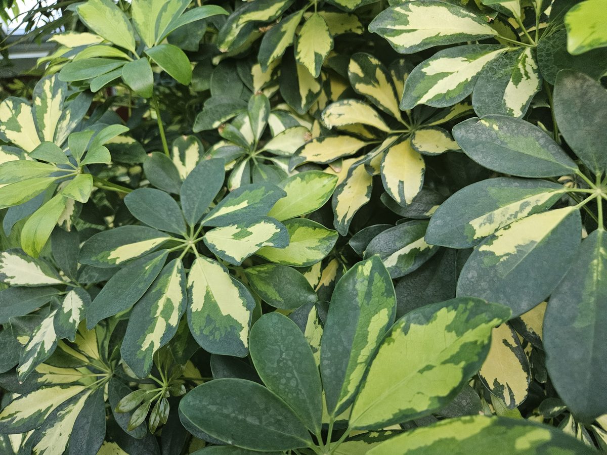 Ngũ gia bì (Schefflera arboricola)
