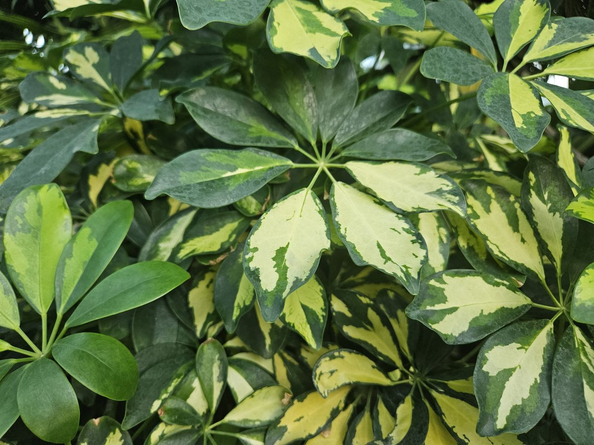 Ngũ gia bì (Schefflera arboricola)