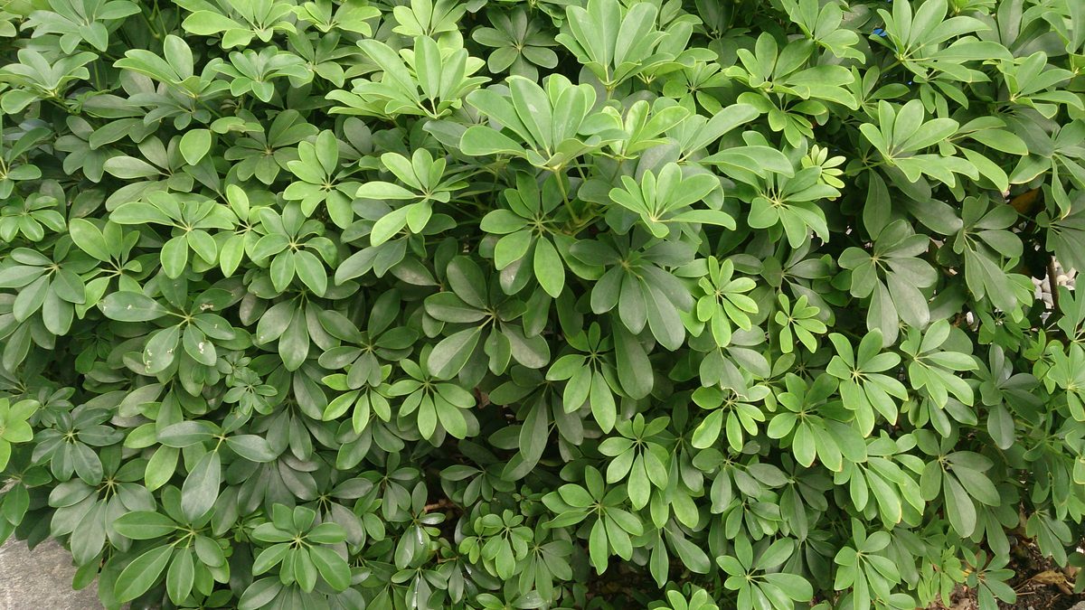 Ngũ gia bì (Schefflera arboricola)