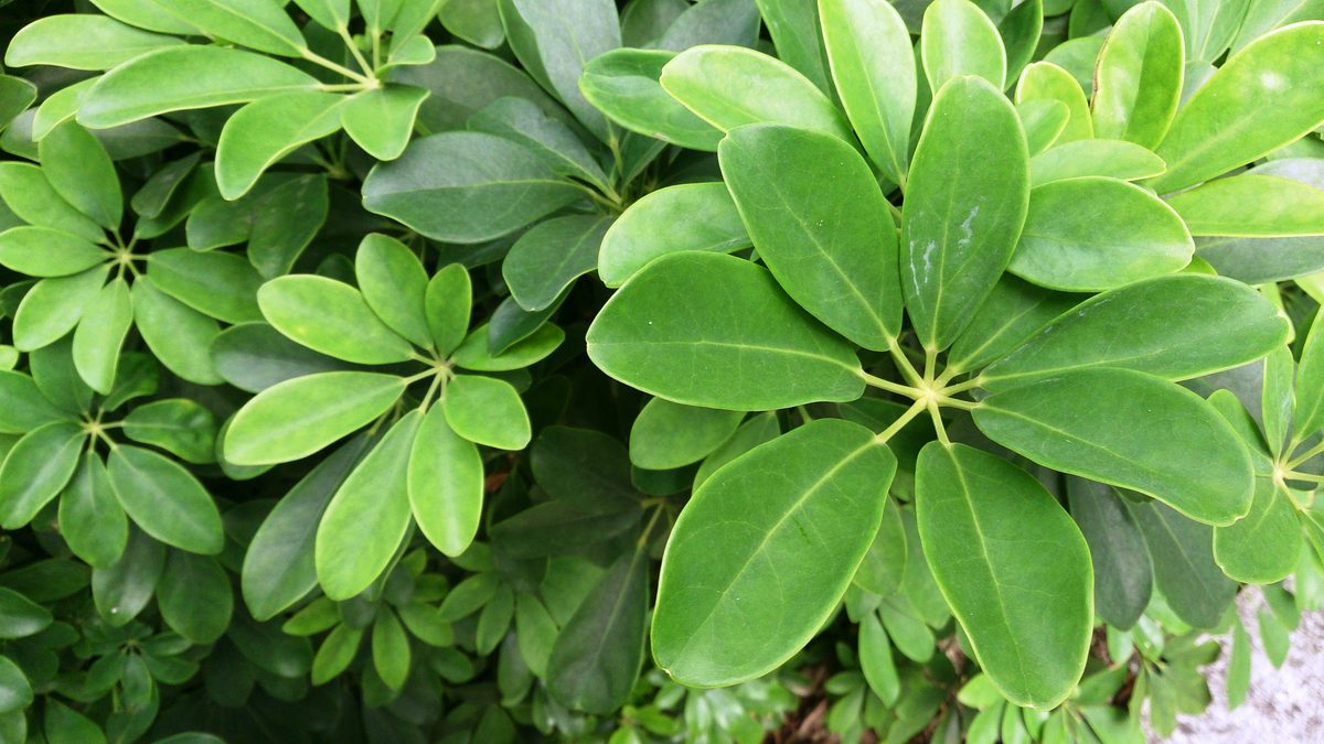 Ngũ gia bì (Schefflera arboricola)