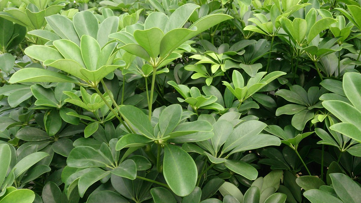 Ngũ gia bì (Schefflera arboricola)