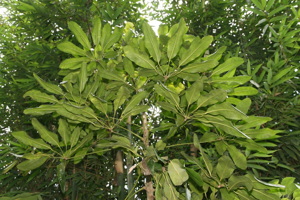 Ngũ gia bì (Schefflera arboricola)