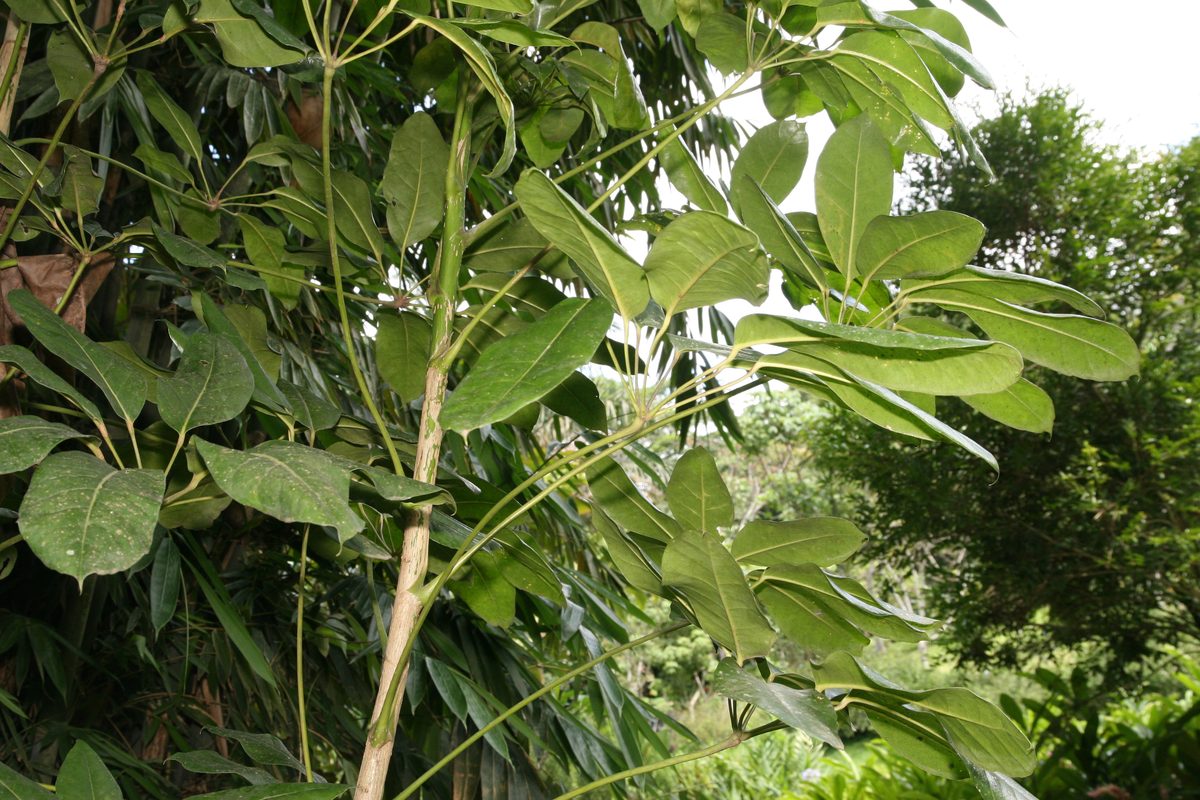 Ngũ gia bì (Schefflera arboricola)