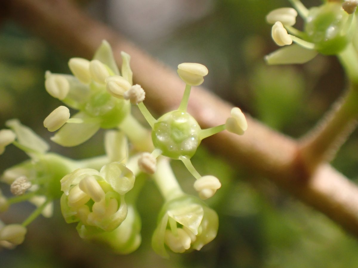Ngũ gia bì (Schefflera arboricola)