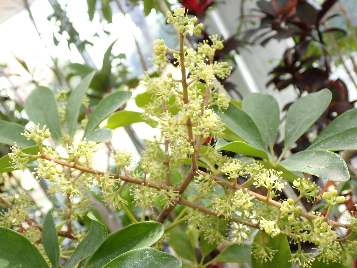 Ngũ gia bì (Schefflera arboricola)