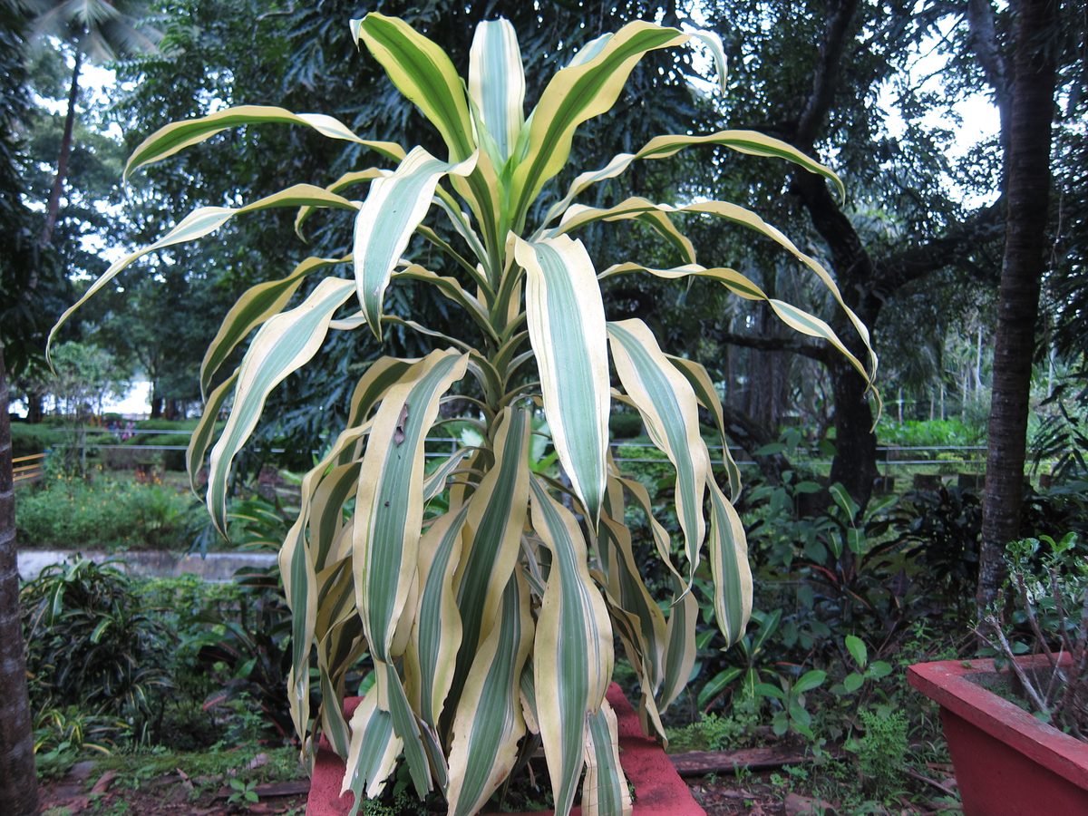 Cây cảnh trồng trong nhà — nhóm chịu bóng