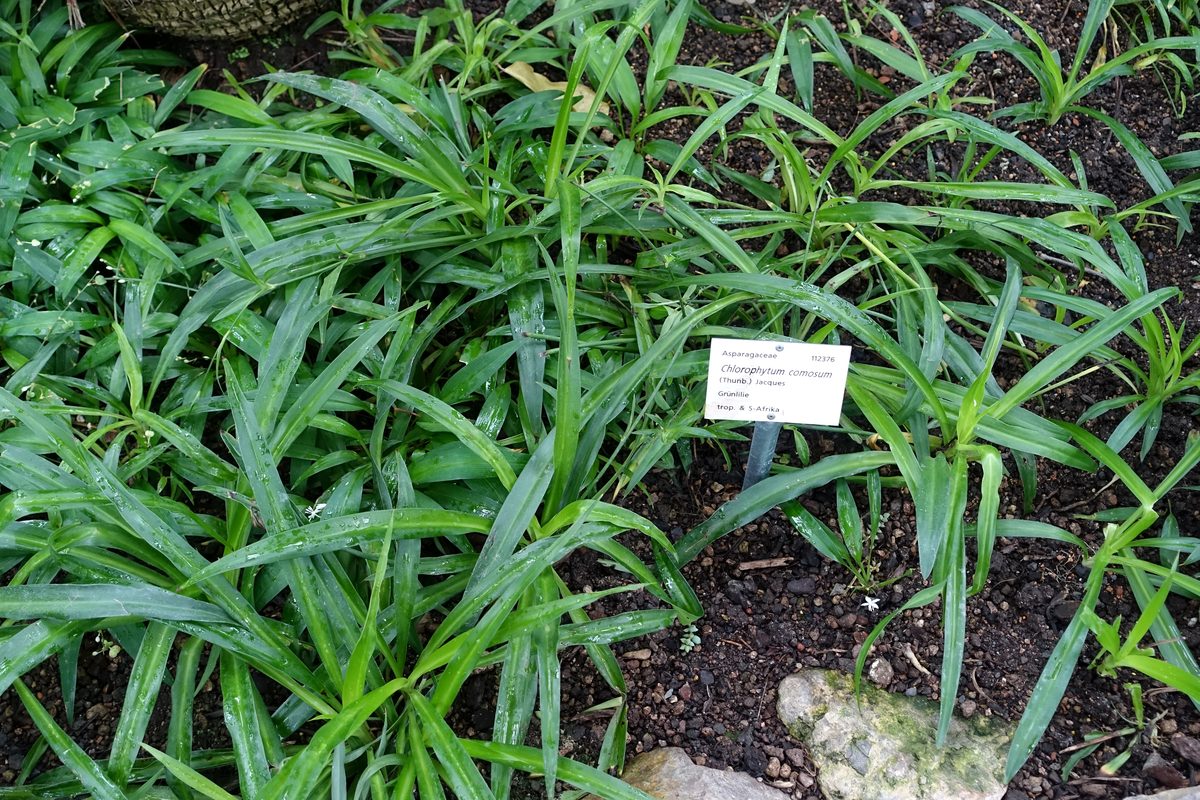 Cây nội thất phổ biến: vạn niên thanh, lan ý, trầu bà, bàng Singapore