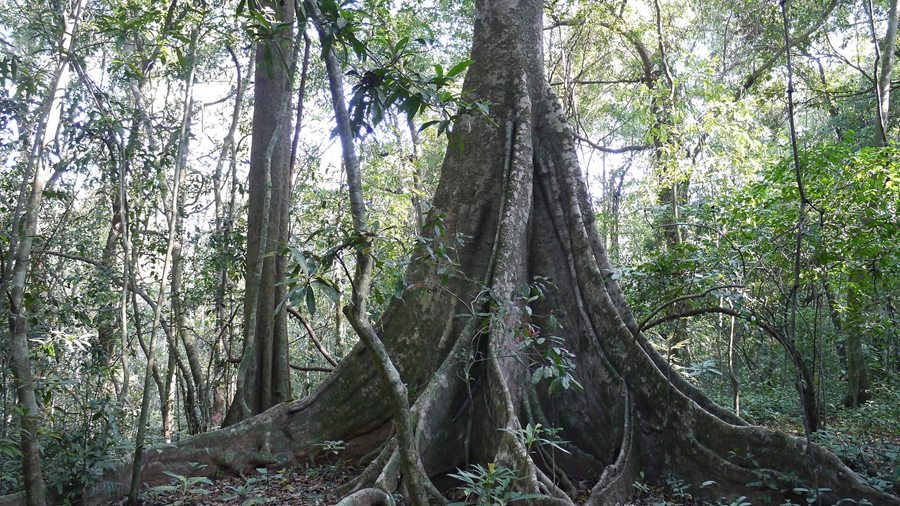 RỄ, THÂN, TÁN — Chọn cây là chọn cái đánh đổi nào? | Tropical Style · Phần 3
