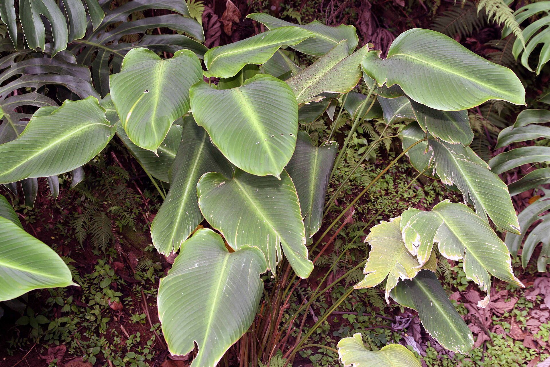 Cụm lá to bản của Calathea và Monstera phủ kín mặt đất, phía dưới là lớp cây thấp lấp đầy các khoảng hở