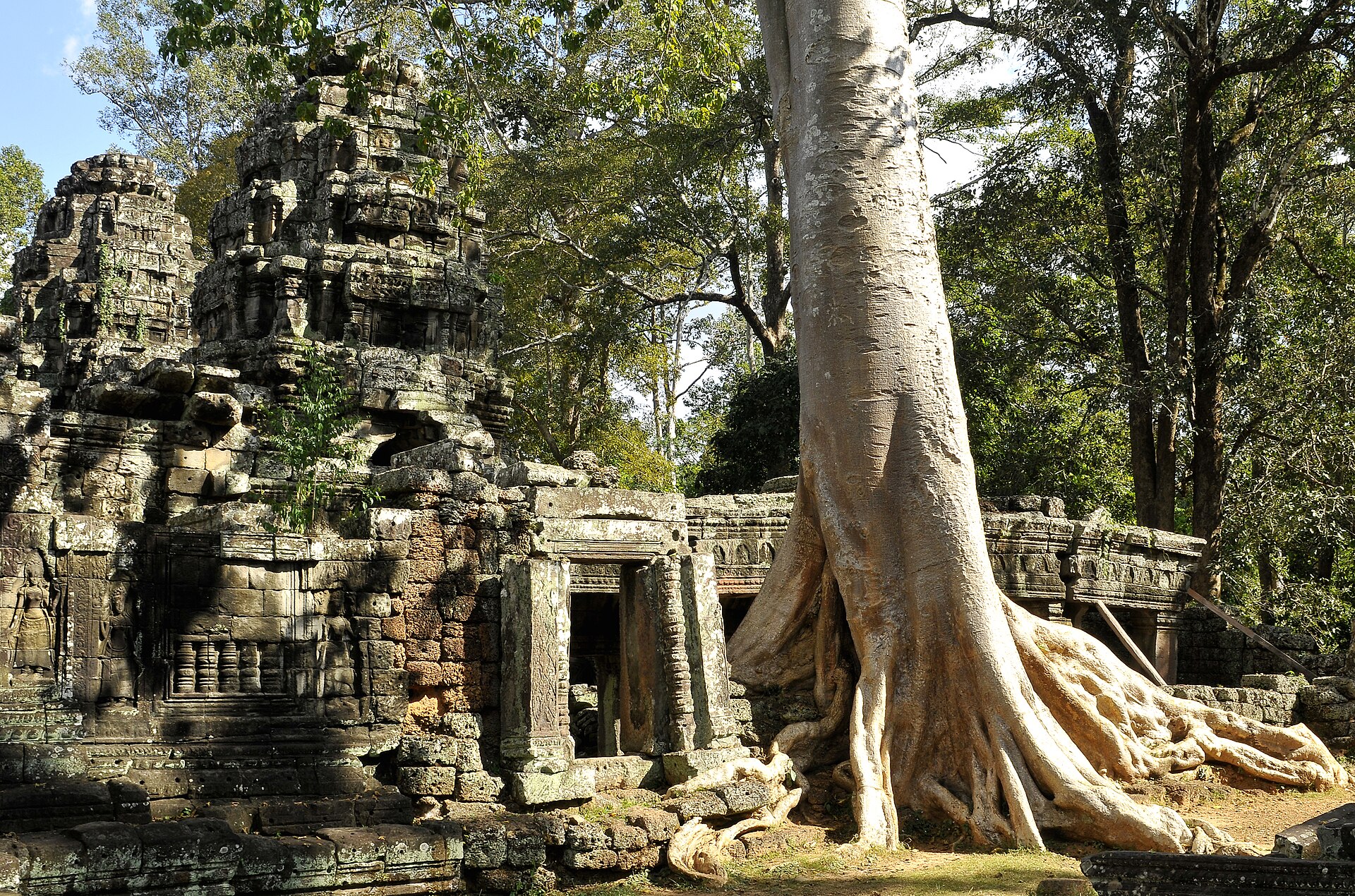 Thân cây lớn mọc sát một ngôi đền đá cổ, bộ rễ trườn qua và ôm lấy phần chân tường đá