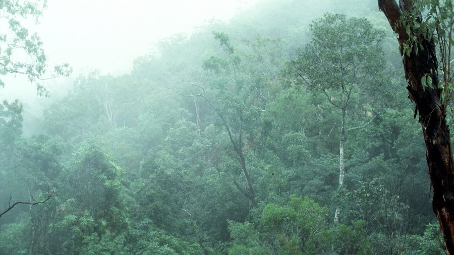 PHÂN TẦNG — Ba tầng lá, mát hơn hai cái điều hoà! | Tropical Style · Phần 1
