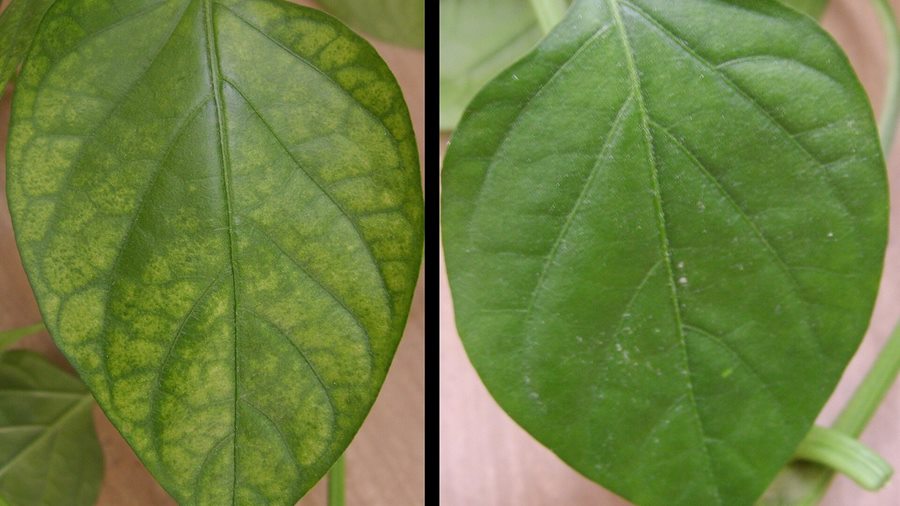 Cách để cứu cây trồng bị ngập úng
