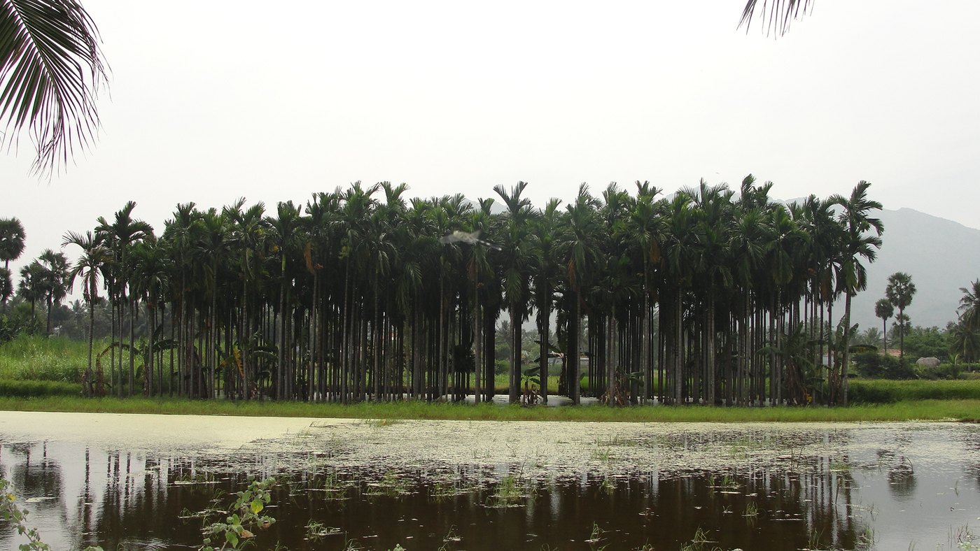 Cau ta (Areca catechu)