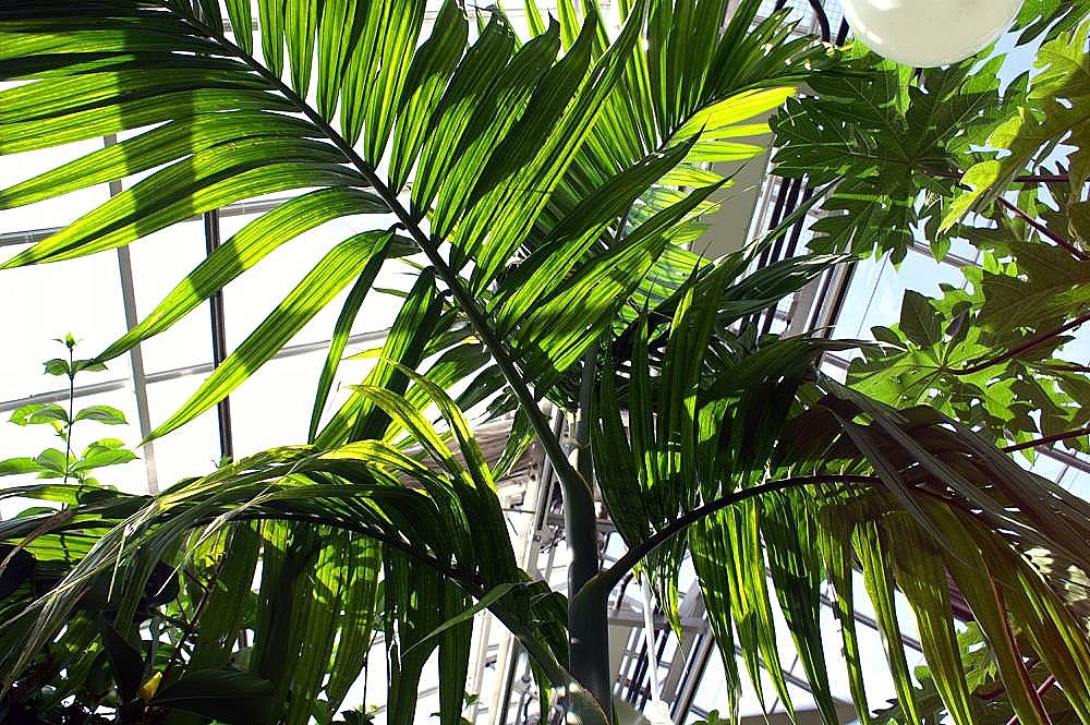 Cau ta (Areca catechu)