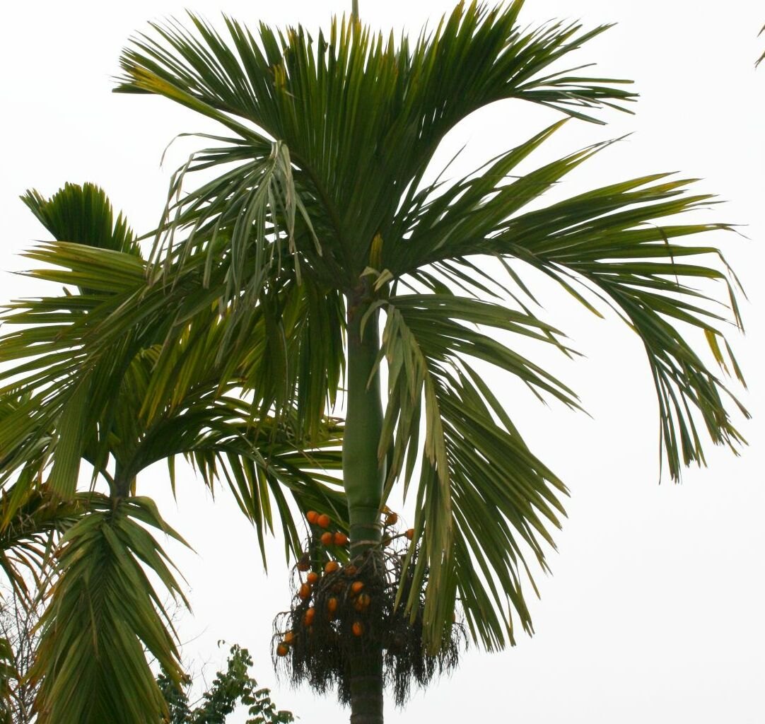 Cau ta (Areca catechu)