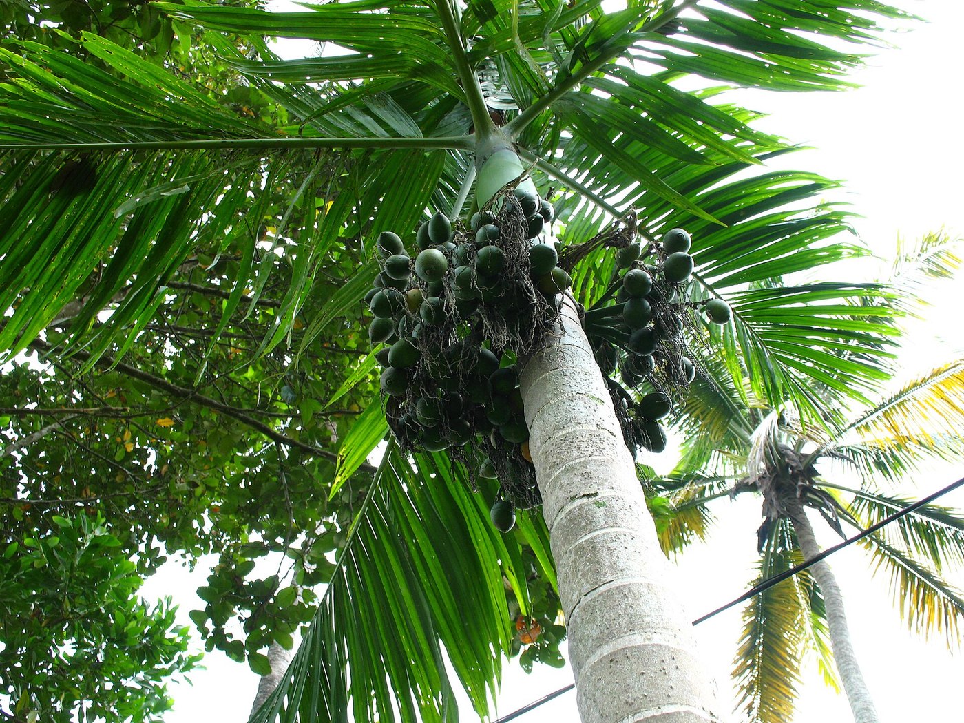 Cau ta (Areca catechu)