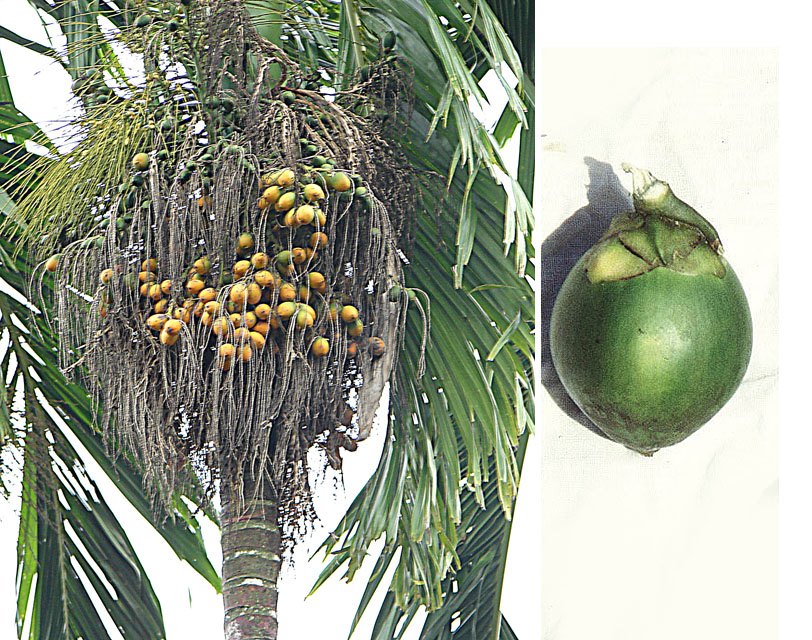 Cau ta (Areca catechu)