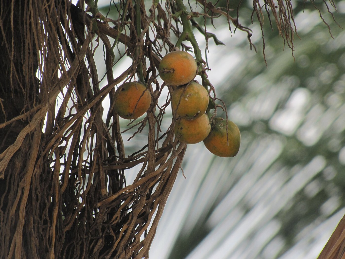 Cau ta (Areca catechu)