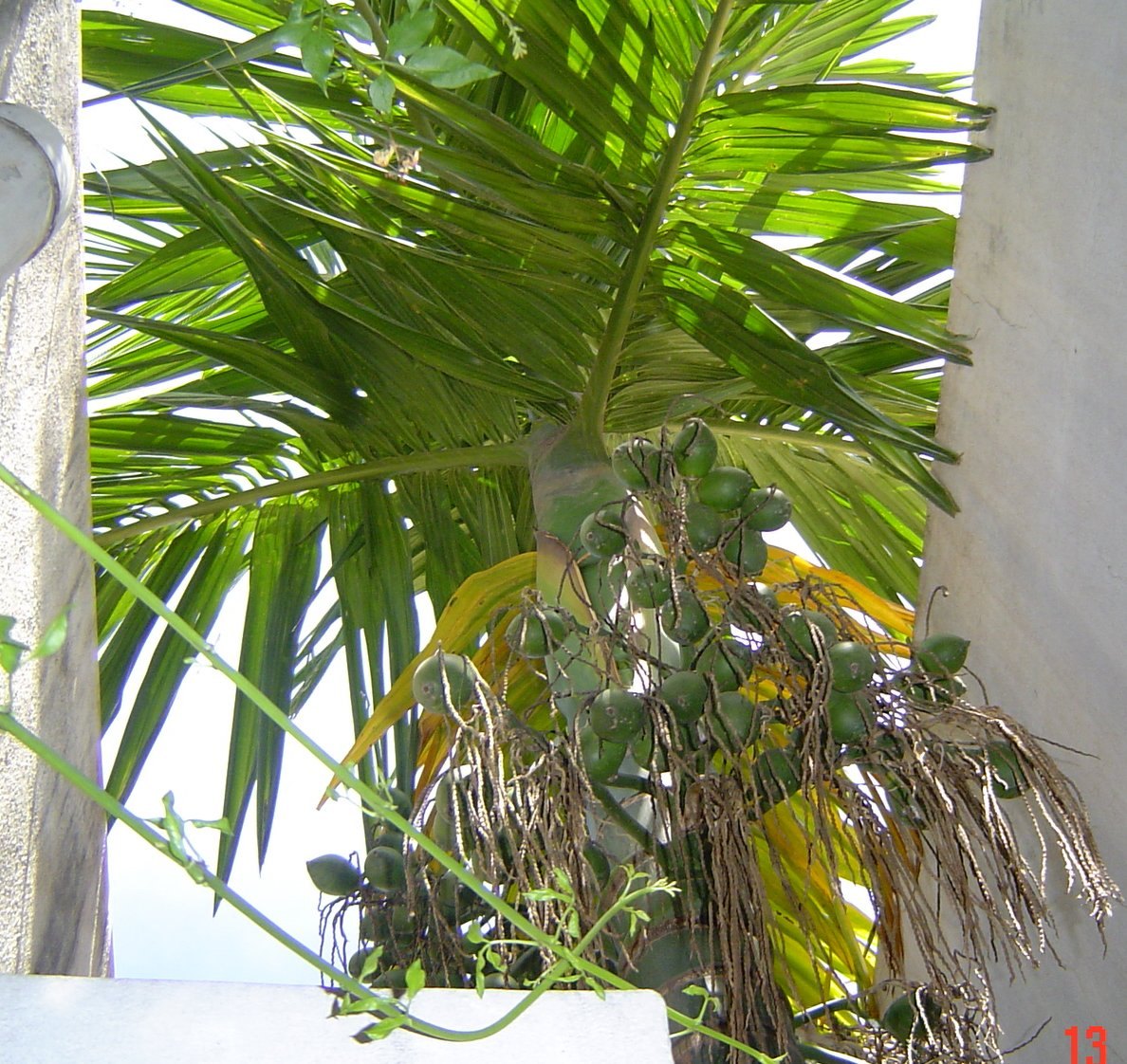 Cau ta (Areca catechu)