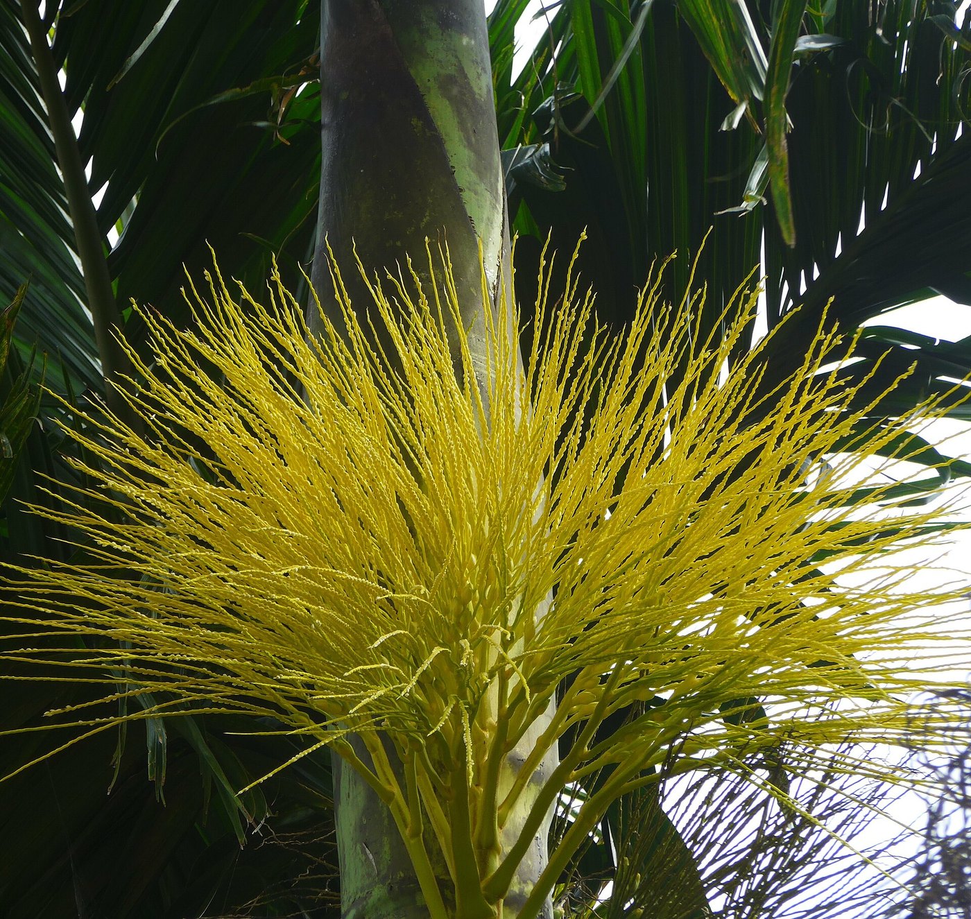 Cau ta (Areca catechu)