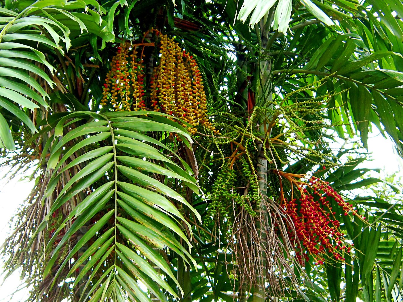 Cau ta (Areca catechu)