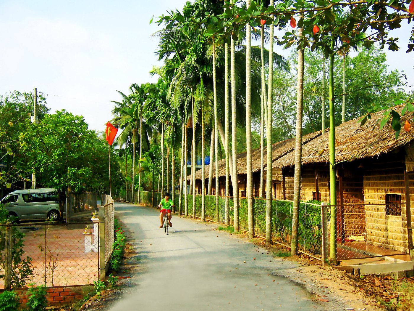 Kỹ thuật trồng và chăm sóc cây cau ta
