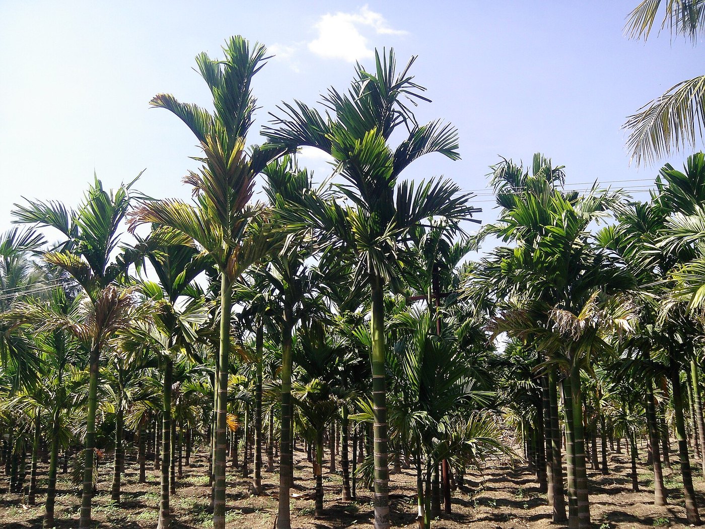 Cau ta (Areca catechu)