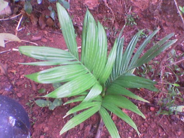 Cau ta (Areca catechu)