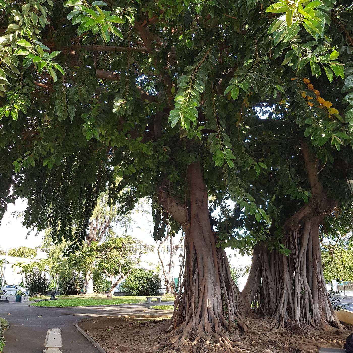 Đa búp đỏ / cao su (Ficus elastica)