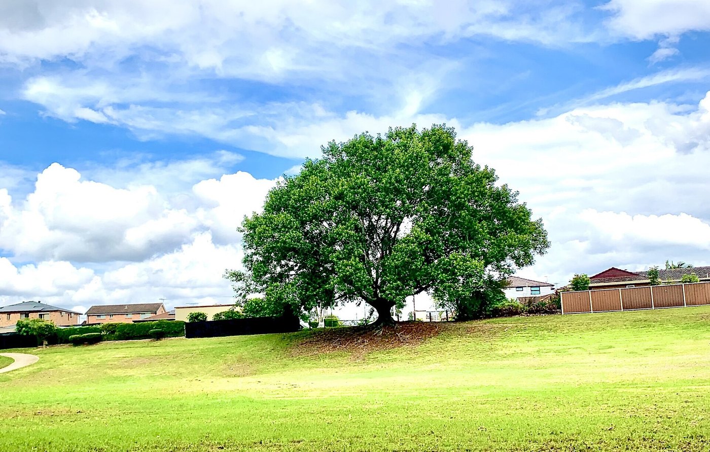 Đa búp đỏ / cao su (Ficus elastica)