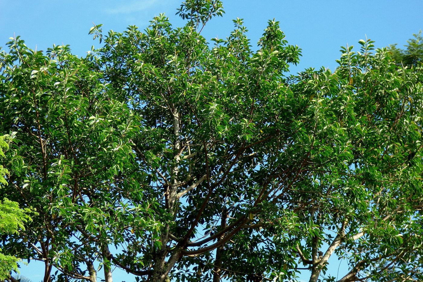 Đa búp đỏ / cao su (Ficus elastica)