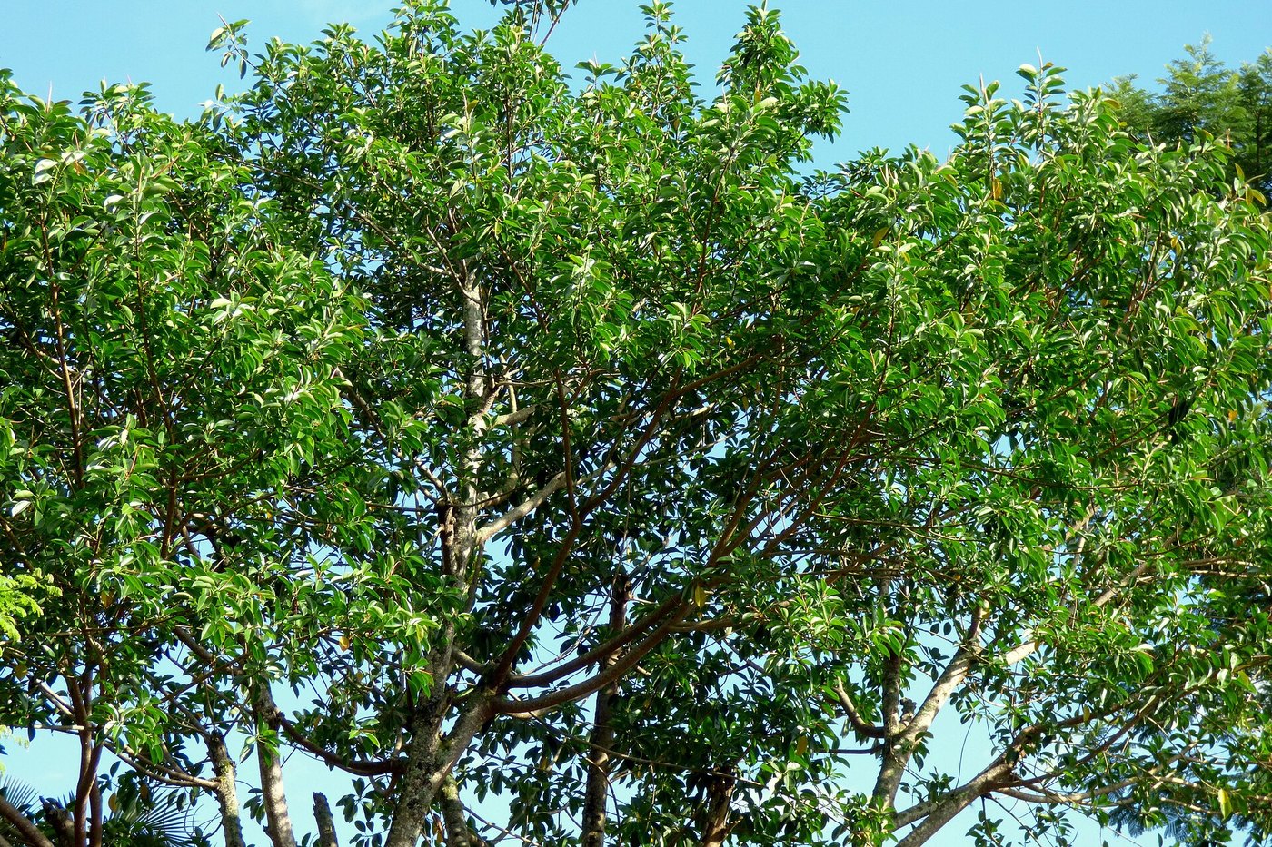 Đa búp đỏ / cao su (Ficus elastica)