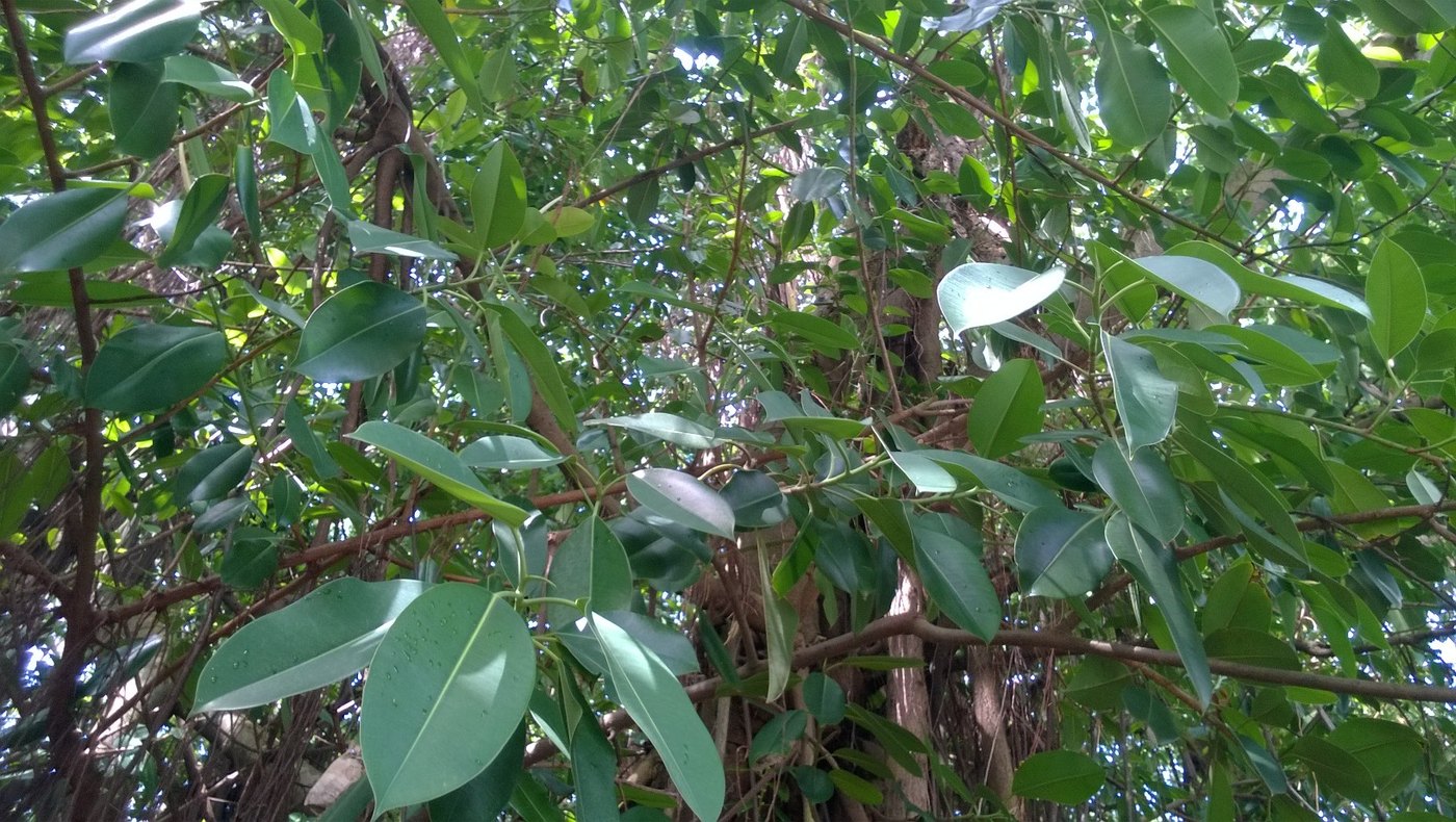 Đa búp đỏ / cao su (Ficus elastica)