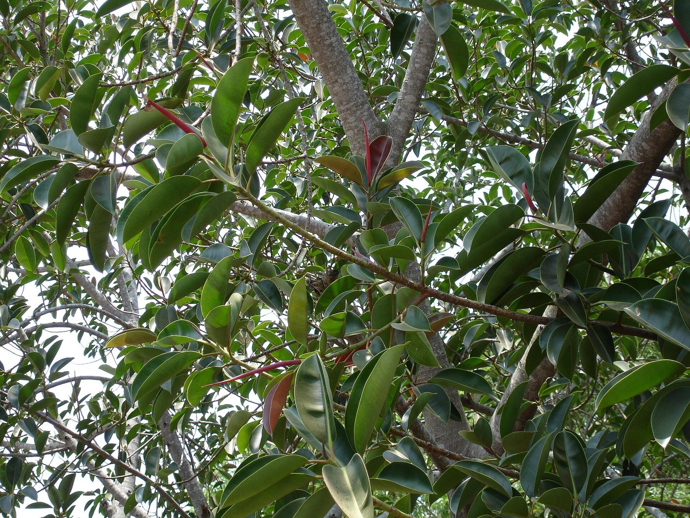 Đa búp đỏ / cao su (Ficus elastica)