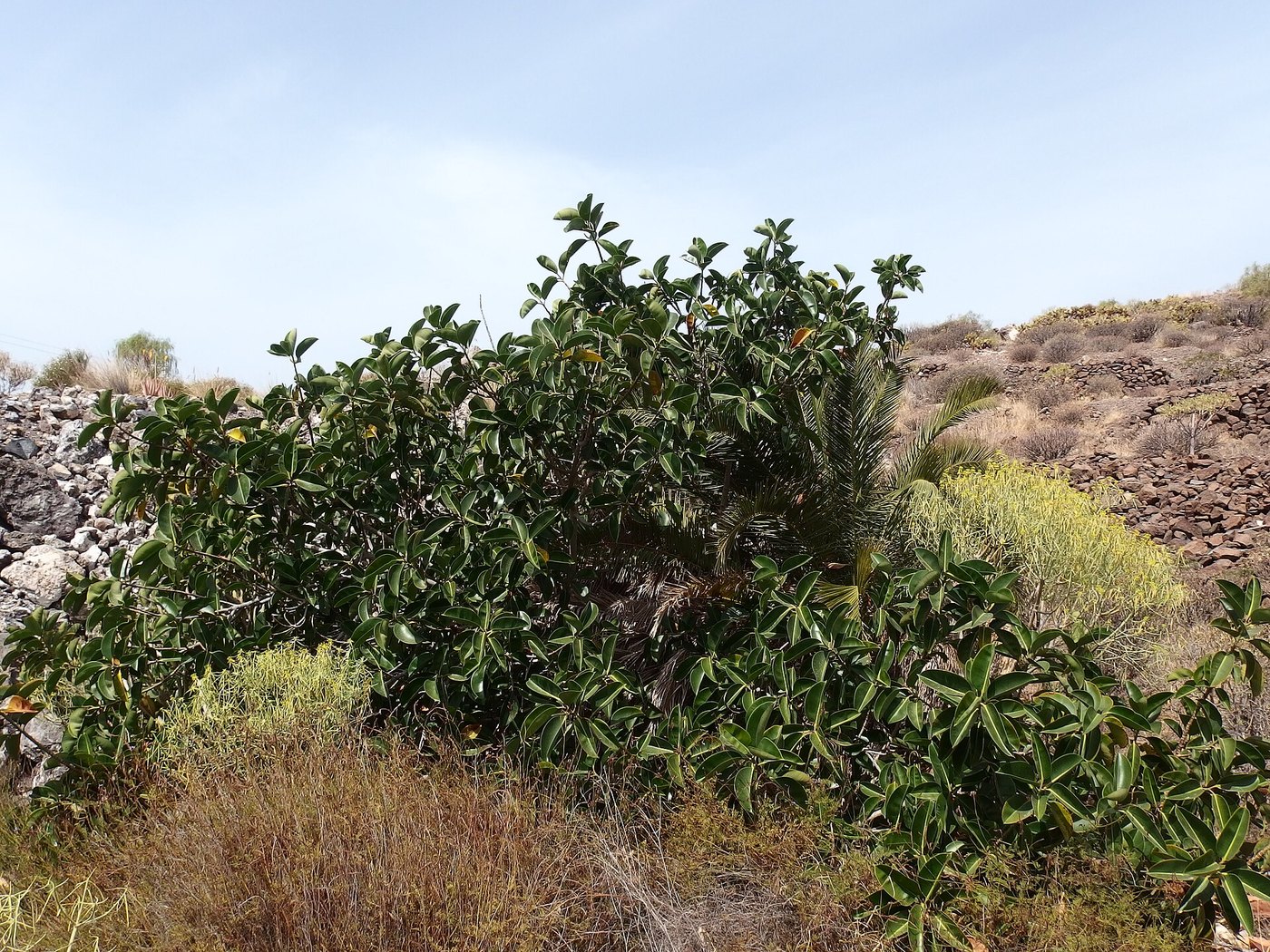 Đa búp đỏ / cao su (Ficus elastica)