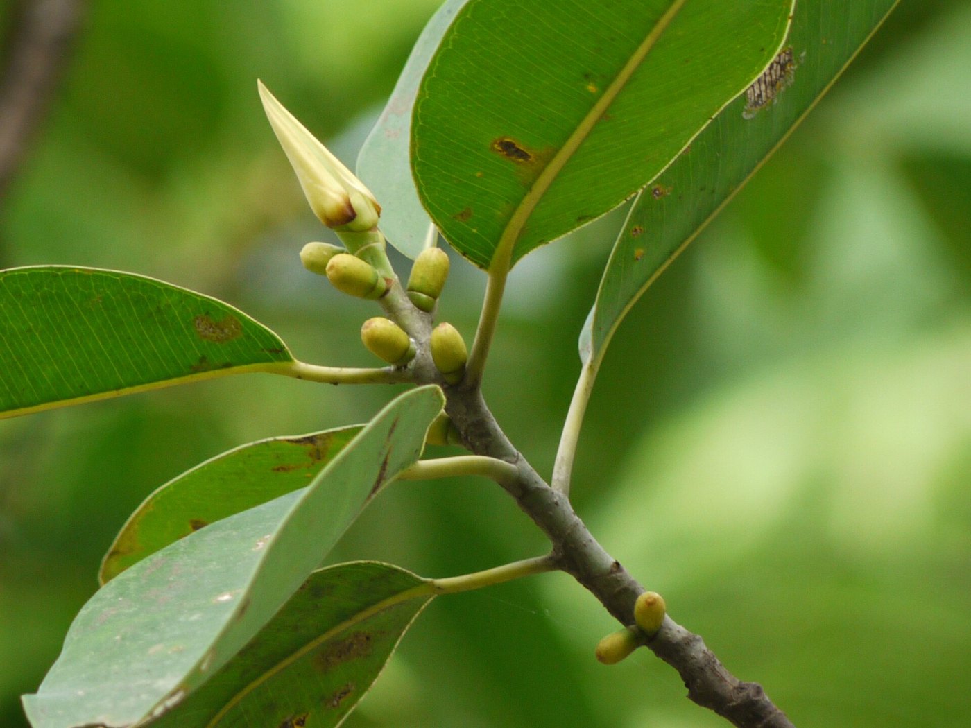 Đa búp đỏ / cao su (Ficus elastica)