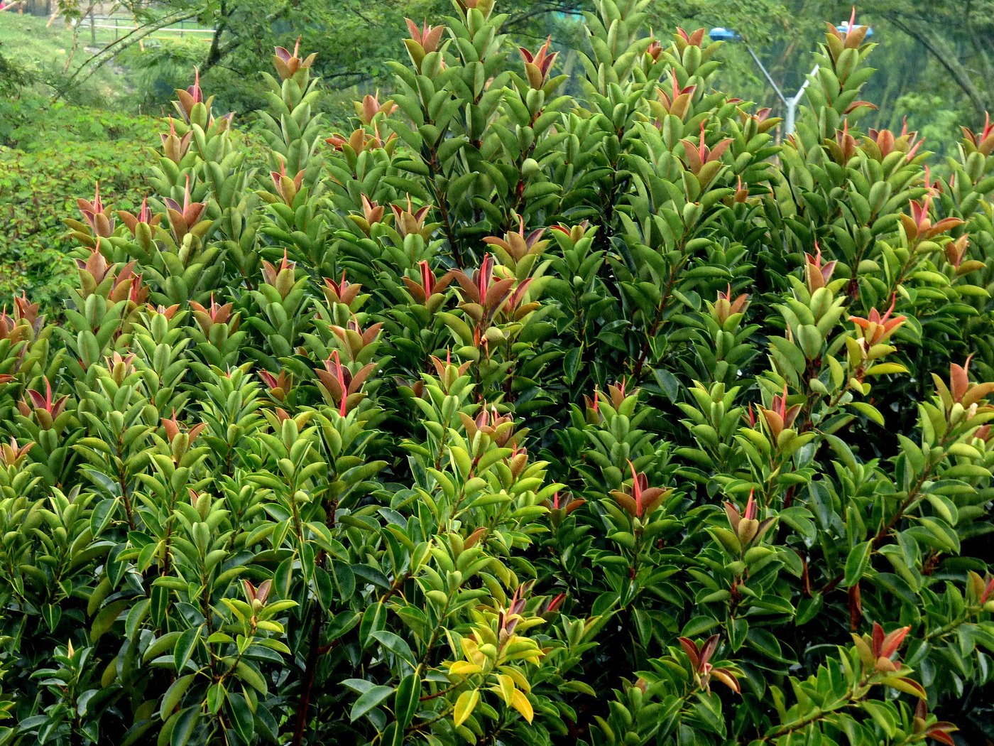 Đa búp đỏ / cao su (Ficus elastica)