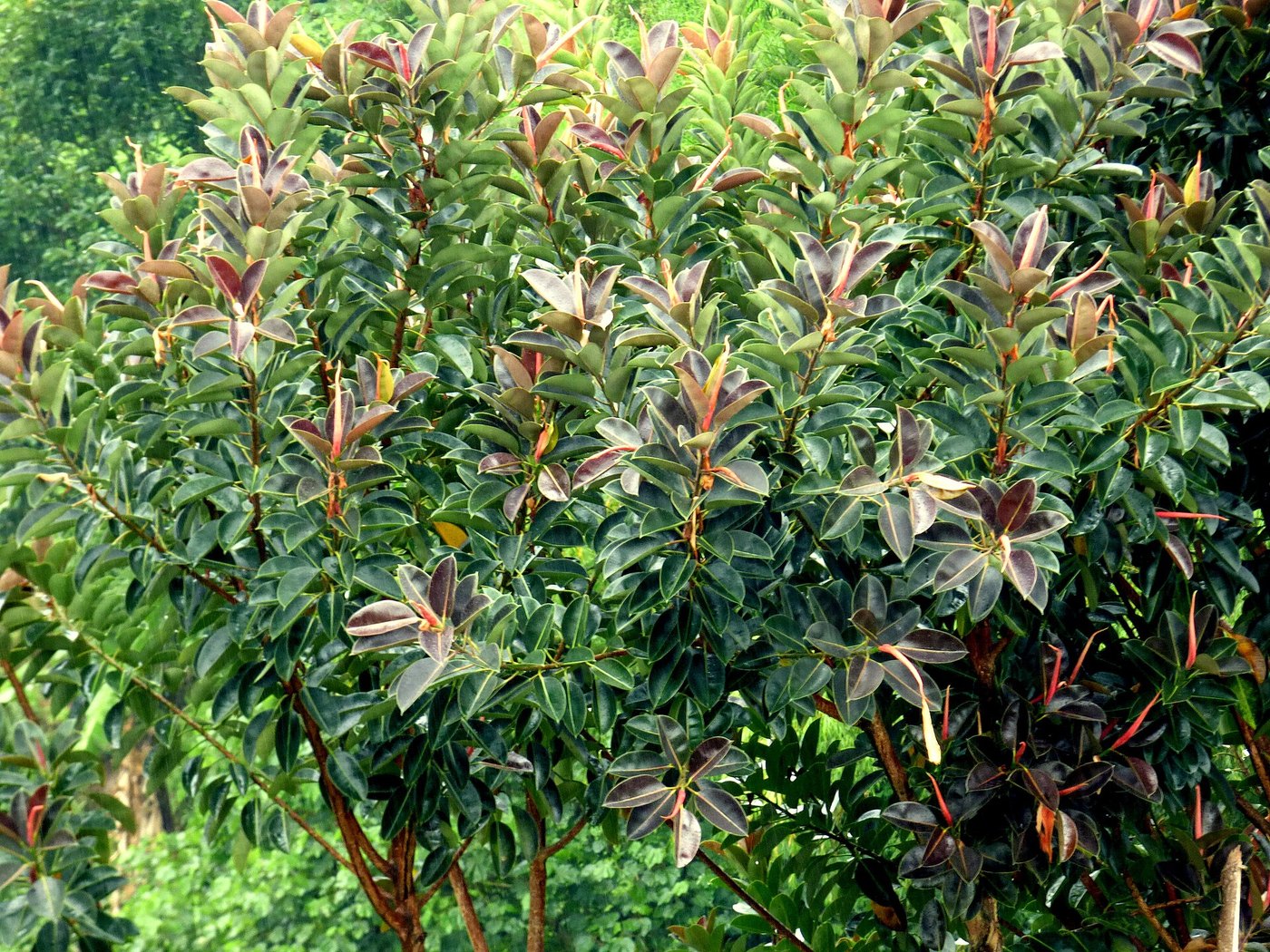Đa búp đỏ / cao su (Ficus elastica)