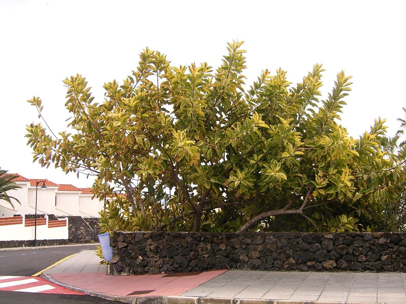 Đa búp đỏ / cao su (Ficus elastica)